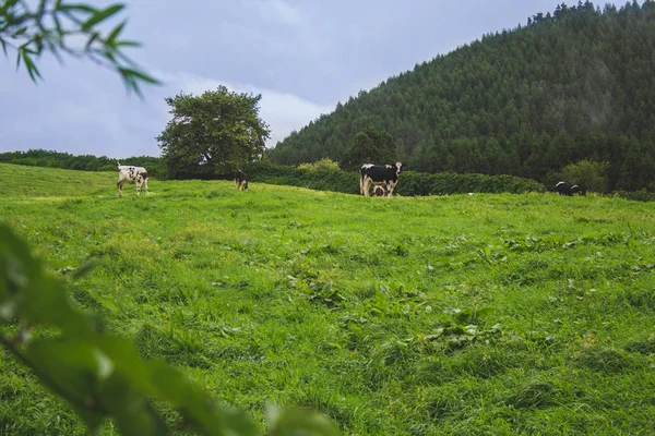 Cows on farm land on Sao Miguel Island, Azores, Portugal — Stock Photo, Image