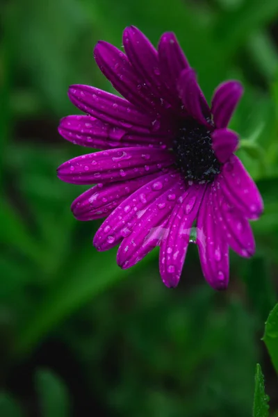 Beautiful purple african daisy flower with water drops on blossom — Stock Photo, Image