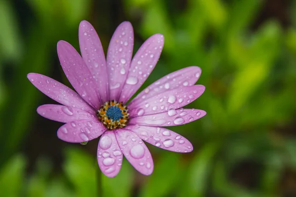 Beautiful light pink african daisy flower with water drops on blossom — Stock Photo, Image
