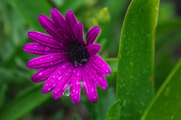 Beautiful purple african daisy flower with water drops on blossom — Stock Photo, Image