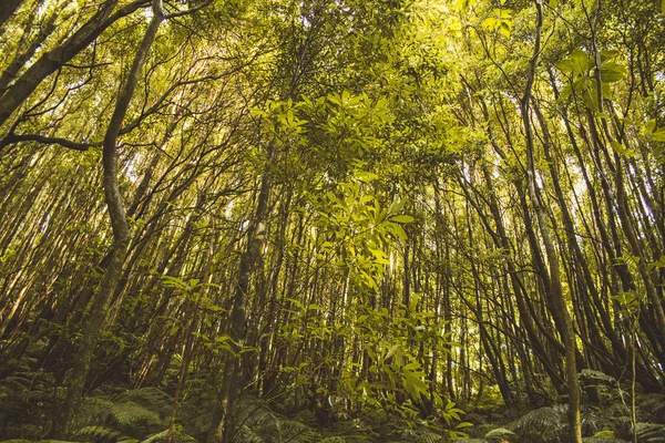 Tropical rainforest on the island of Sao Miguel, Azores, Portugal — Stock Photo, Image