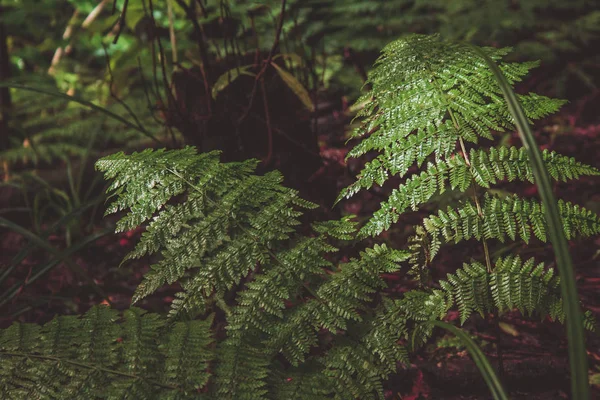 Plantas de helecho en una selva tropical en las Azores, Portugal. — Foto de Stock