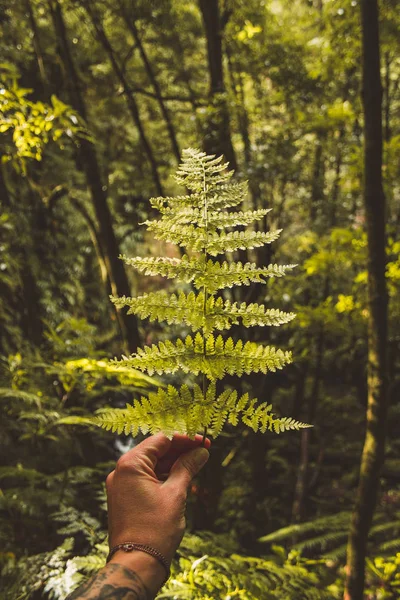 Hand holding fern plant in tropical rainforest on the Azores, Portugal — Stock Photo, Image