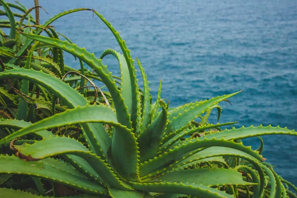 Green aloe vera plants by the sea on the island of Sao Miguel, Azores, Portugal — Stock Photo, Image