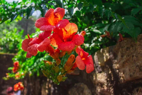 Tropical Red Flowers Growing Krka National Park Croatia — Stock Photo, Image