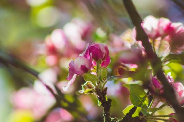 Elma ağacı ağaçta çiçek açar. Farklı şekillerde güzel pembe ve beyaz çiçekler.