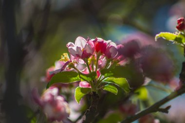 Elma ağacı ağaçta çiçek açar. Farklı şekillerde güzel pembe ve beyaz çiçekler.
