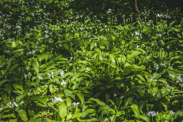 德国的森林里生长着新鲜的绿色开花羊毛脂 也叫野蒜或野蒜 — 图库照片