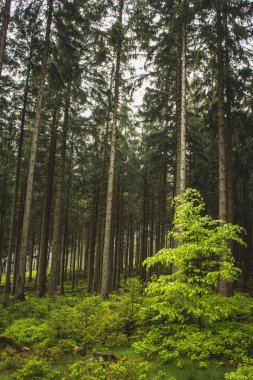 Orman Harz Dağları Ulusal Parkı, Almanya