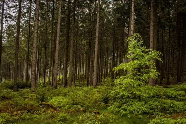 Bosque Parque Nacional Las Montañas Harz Alemania —  Fotos de Stock