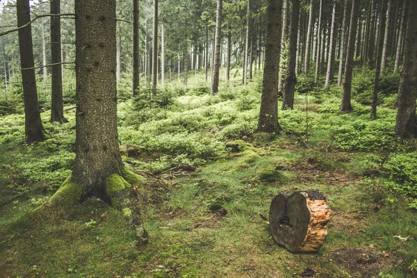 Trozo Madera Cortada Bosque Parque Nacional Las Montañas Harz Alemania —  Fotos de Stock