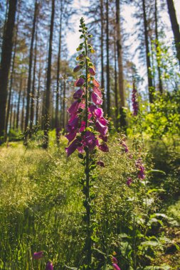Alman ormanlarında yetişen vahşi yüksükotu (Digitalis purpurea). Güneşli bir günde güneş ışığına karşı yakalandım.