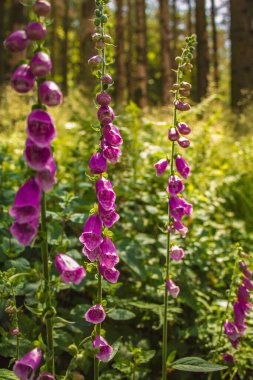 Alman ormanlarında yetişen vahşi yüksükotu (Digitalis purpurea). Güneşli bir günde güneş ışığına karşı yakalandım.