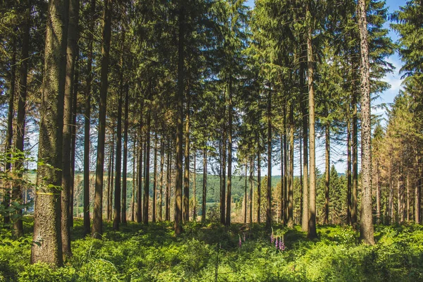 Hermoso Bosque Verde Bosque Teutoburg Renania Del Norte Westfalia Alemania —  Fotos de Stock