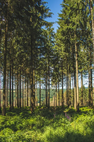 Hermoso Bosque Verde Bosque Teutoburg Renania Del Norte Westfalia Alemania —  Fotos de Stock