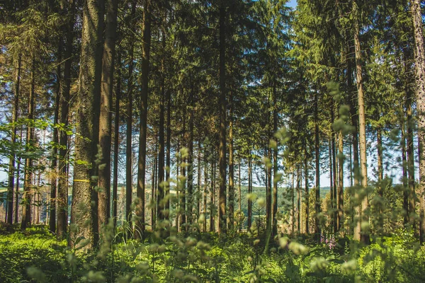 Bella Foresta Verde Nella Foresta Teutoburgo Renania Settentrionale Vestfalia Germania — Foto Stock