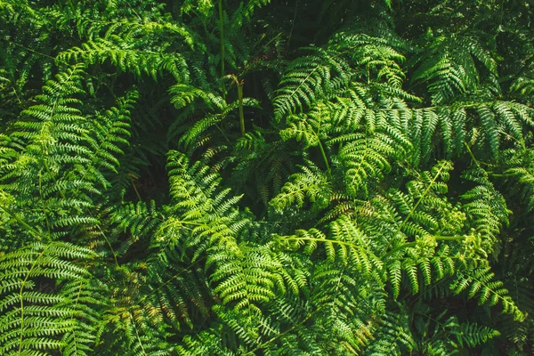 Зеленые Папоротники Лесу Германии Красивые Свежие Папоротники Растущие Солнце Естественный — стоковое фото
