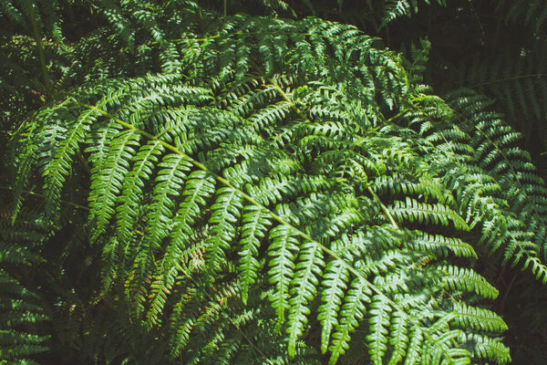 Green ferns in the forest in Germany. Beautiful fresh ferns growing in the sunlight. Natural fern background