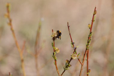 Bumblebee çiçek açan söğüt ağacı çalısı dalında nektar topluyor mütevazı arı, geniş detaylı makro kapanış.