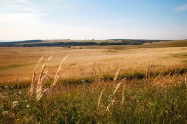 Yaz ya da sonbahar yeşil çayır çimenleri