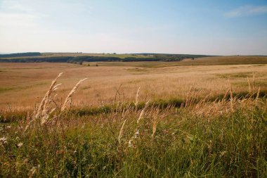 Yaz ya da sonbahar yeşil çayır çimenleri