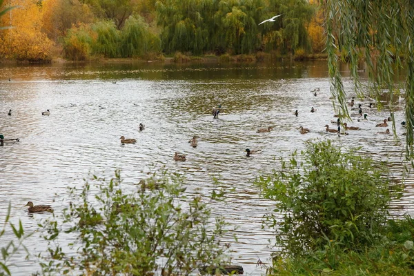 Nombreux Canards Nagent Dans Lac Dans Parc Automne — Photo