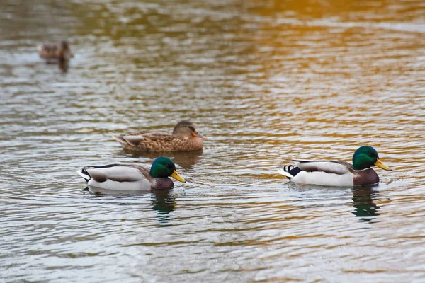 Muitos Patos Nadam Lago Parque Outono — Fotografia de Stock