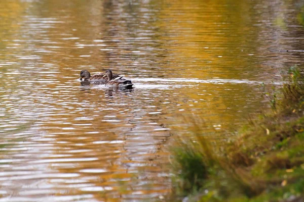 Muchos Patos Nadan Lago Parque Otoño — Foto de Stock