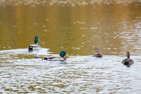 many ducks swim in the lake in the Park in autumn