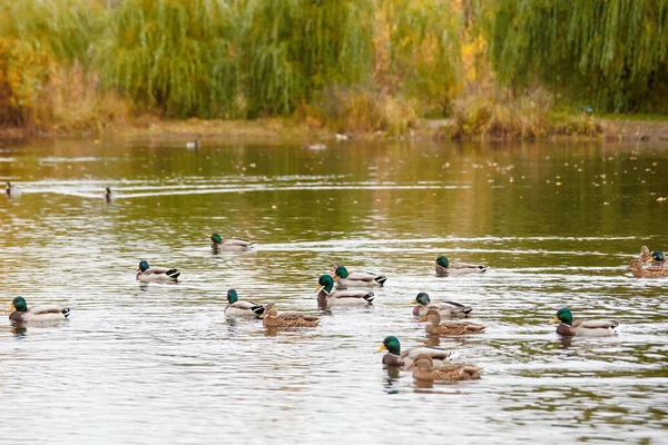 许多鸭子秋天在公园里游泳在湖 — 图库照片