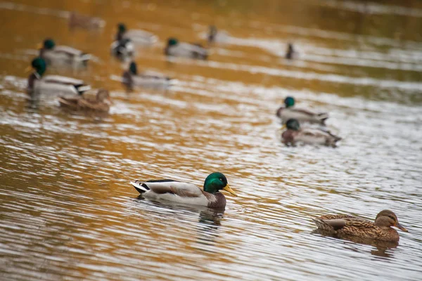 Muchos Patos Nadan Lago Parque Otoño — Foto de Stock