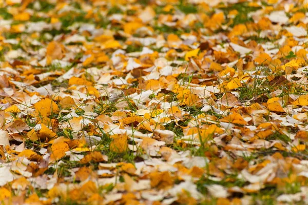 gold autumn leaves on the pavement/ fall