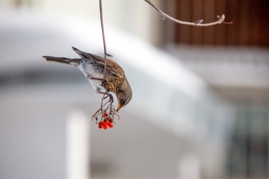 Fieldfare dal kışın dağ kül üvez (bitki)