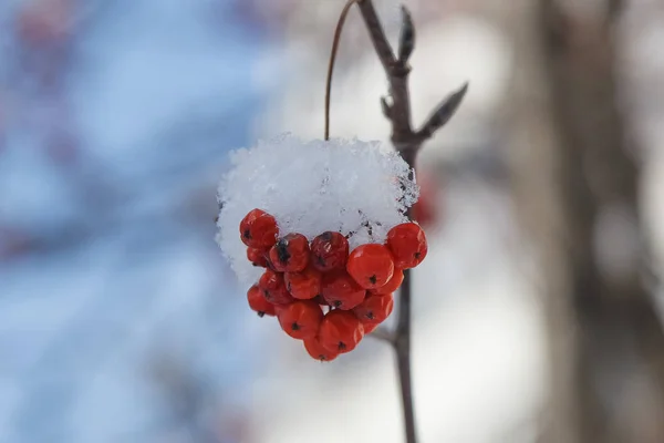 Takken Van Mountain Ash Bedekt Met Sneeuw — Stockfoto