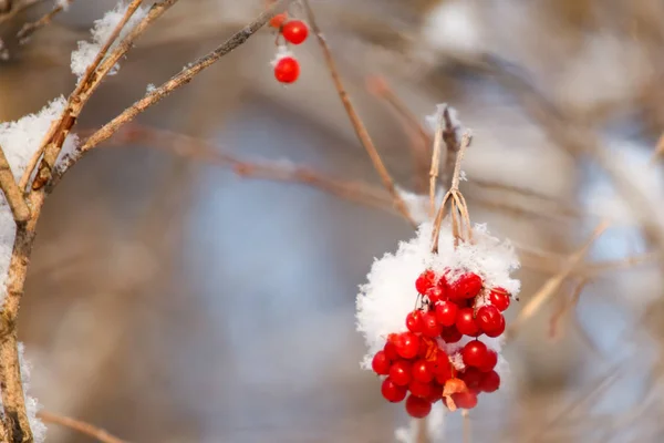 Branches Mountain Ash Covered Snow — Stock Photo, Image