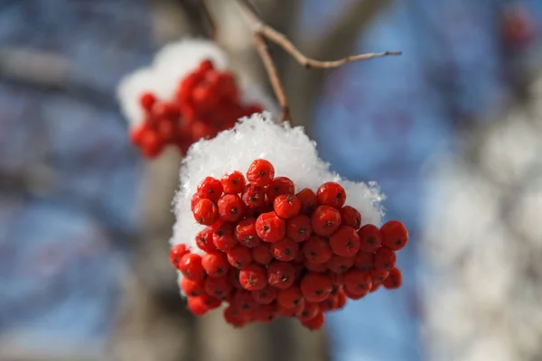 Branches Mountain Ash Covered Snow — Stock Photo, Image