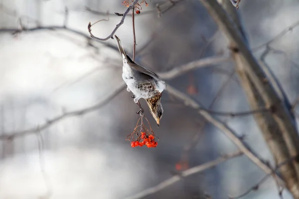 Björktrast Gren Rönn Sorbus Vintertid — Stockfoto