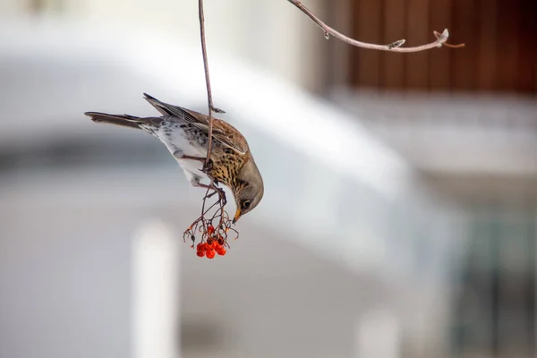 Fieldfare Branch Mountain Ash Sorbus Winter — Stock Photo, Image