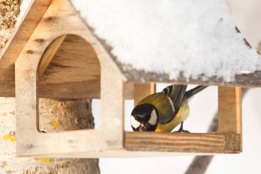 Baştankara oturan kuş evi yakınındaki / küçük kuş bülbül