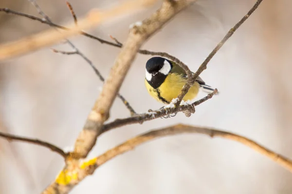 Little Bird Chickadee Sitting Branch Tree Titmouse — Stock Photo, Image