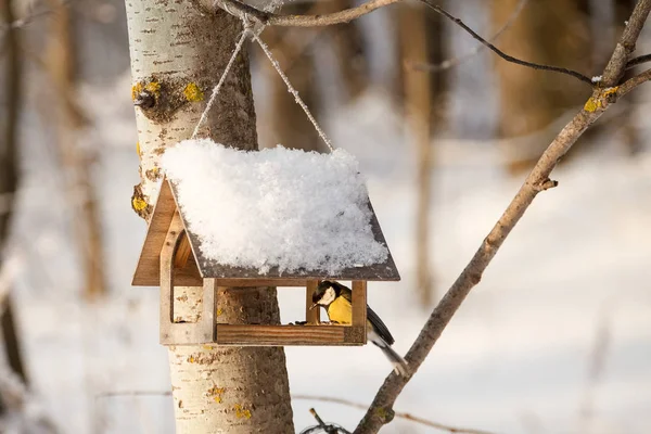 Baştankara oturan kuş evi / küçük kuş bülbül
