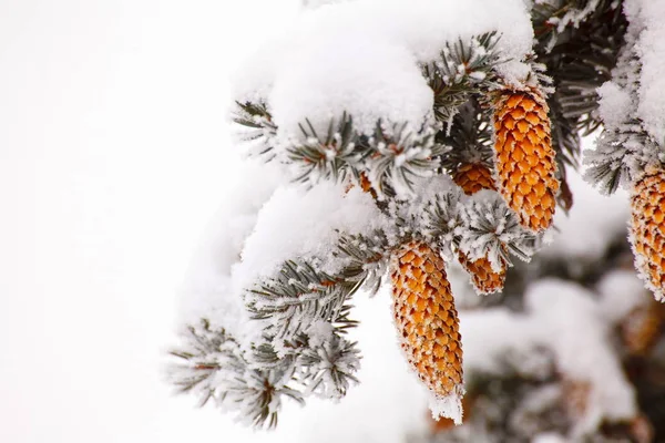 Christmas fir cones in the snow