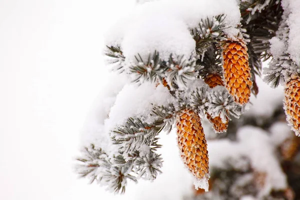 圣诞节冷杉球果在雪中 — 图库照片