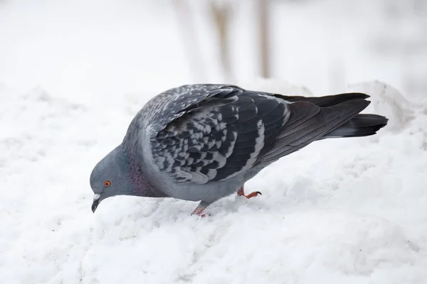 Blauwe Duif Winterlandschap — Stockfoto