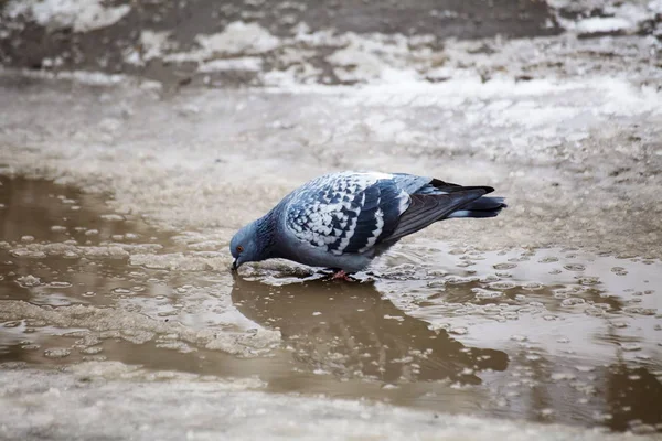 Blue Dove Drinks Water Winter Landscape — Stock Photo, Image