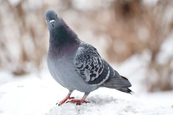 Blue Dove Winter Landscape — Stock Photo, Image