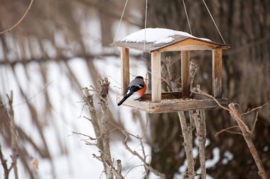 Bayağı şakrak kuşu / Pyrrhula pyrrhula kuş besleyici üzerinde kışın