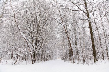 Güzel kış ormanı manzarası, karla kaplı ağaçlar