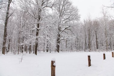 Güzel kış ormanı manzarası, karla kaplı ağaçlar