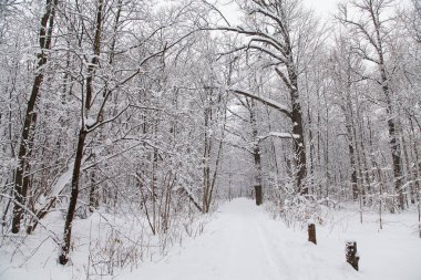 Güzel kış ormanı manzarası, karla kaplı ağaçlar
